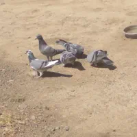 پلاکی|پرنده|هلالی, |دیوار