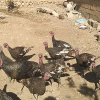 بوقلمون محلی