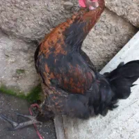 10عدد خروس های جوان وآواز خوان محلی