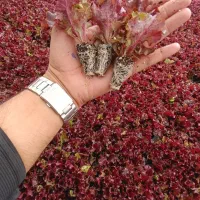 گلخانه رویش.تولیدکننده انواع نشا با کیفیت مناسب|خدمات باغبانی و درختکاری|هشتگرد, شهرک گلخانه|دیوار