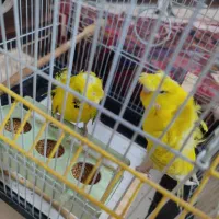 مرغ عشق پروانه ای