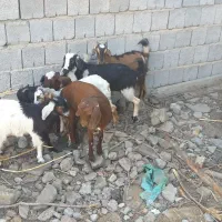 ۷ تا کهره مناسب|حیوانات مزرعه|اسماعیلی, |دیوار