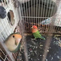 کوتوله نر ماده معاوضه با گرینچک