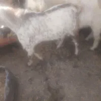 با سلام دو عدد گوسفند نر و چاق|حیوانات مزرعه|گلباف, |دیوار