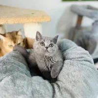 بریتیش بلو صورت خرسی گل دختر