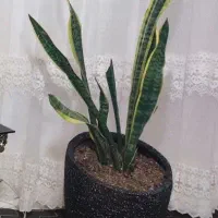 دوعددگلدان