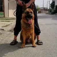 سگ ژرمن