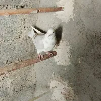 پرنده|پرنده|قره چای, |دیوار