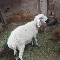 سلام دوستان گوسفند دوماه ابسته قیمت 11میلیون|حیوانات مزرعه|میرجاوه, |دیوار