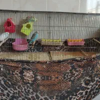 مرغ عشق و قفس|پرنده|برخوار, |دیوار