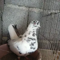 کبوتر طوقی وکله خال اینا|پرنده|سنندج, |دیوار