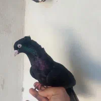 ۲عدد ماده شیرازی زرد و زاغ آبادانی|پرنده|کارون, |دیوار