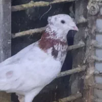 کفتر دس اولی ۷عدد به شرط