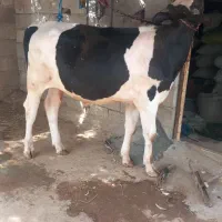 گوساله نر