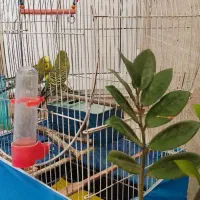 سه عدد مرغ عشق  همراه با قفس بزرگ