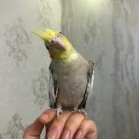 عروس هلندی مرواریدی