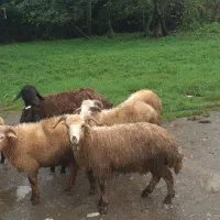 گوسفند بره نر|حیوانات مزرعه|صومعهسرا, |دیوار