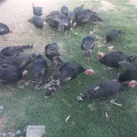 بوقلمون رسمی|حیوانات مزرعه|ماهدشت, |دیوار