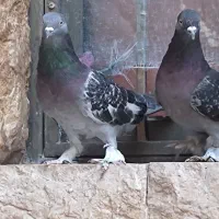 کفتر ترکیه ای  زیره ای جفتی  و سوسنی ترنج ماده|پرنده|شیراز, رکن‌آباد|دیوار