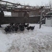 حیوانات خانگی|حیوانات مزرعه|یاسوج, |دیوار