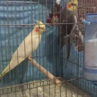 دو جفت عروس هلندی مولد بازیگوش و جذاب|پرنده|اصفهان, محله سفلی|دیوار