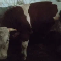 گوساله سنگین وزن|حیوانات مزرعه|سارال, |دیوار