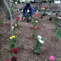 سمپاشی و باغبانی تضمینی تهران|خدمات باغبانی و درختکاری|تهران, پاسداران|دیوار