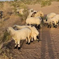 50راس میش زاییده بره درشت فروشی