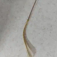 عینک اپتیک اصفهان  نونو
