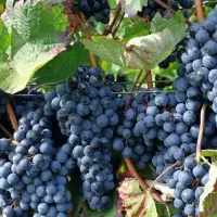 پیش فروش نهال انگور سردشت سیاه|خدمات باغبانی و درختکاری|جعفرآباد, |دیوار