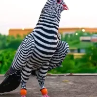 تعدادی کبوتر به رنگهای مختلف