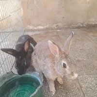 خرگوش
