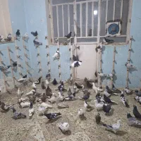 حراج دسته رنگی ارزان قیمت