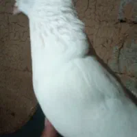 گمشده|حیوانات|اردبیل, |دیوار