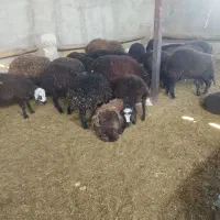 بره نر و ماده