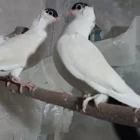 کبوتر ساتن بلژیکی آبی و هملت سیاه|پرنده|نجف‌آباد, کهریزسنگ|دیوار