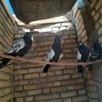 چهار عدد سینه ای چش نوک سفید خوش هیکل|پرنده|شوش, |دیوار
