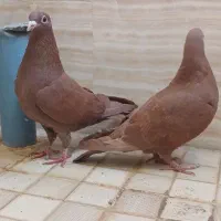 سرخ کرمونی و ساده سیاه|پرنده|سبزوار, باهنر|دیوار