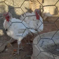 بوقلمون|حیوانات مزرعه|صحنه, |دیوار