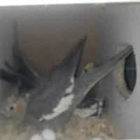 جفت عروس هلندی کار داده