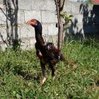 جوجه لاری اصیل|حیوانات مزرعه|رشت, حومه رشت|دیوار