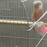 جفت طوطی گرینچیک مولد|پرنده|اصفهان, شمس آباد|دیوار