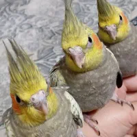 سه تا جوجه عروس هلندی