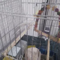 عروس هلندی|پرنده|شهریار, شهریار|دیوار