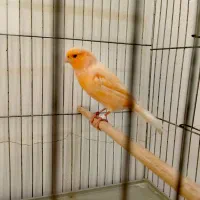 قناری نر|پرنده|برازجان, |دیوار