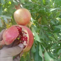 فروش انار درجه یک صادراتی منطقه شاپور کازرون|حراج|کازرون, |دیوار