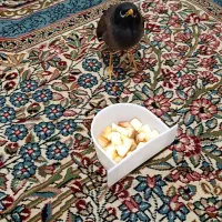 مینا افغان چشم ساعتی اصیل