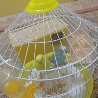 مرغ عشق|پرنده|مشهد, خرمشهر|دیوار