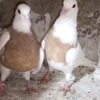 کفتر