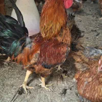 مرغ رسمی تخم گذار نژاد گلپایگان